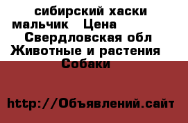 сибирский хаски мальчик › Цена ­ 10 000 - Свердловская обл. Животные и растения » Собаки   